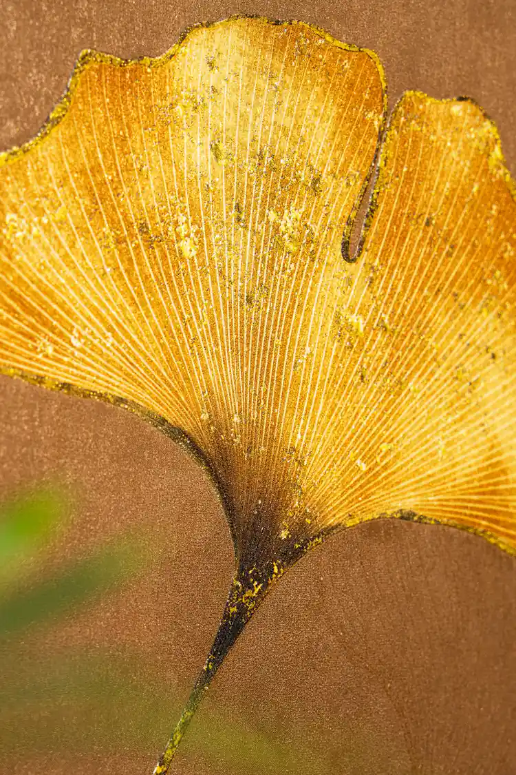 Detailed view of a single golden ginkgo leaf with sparkle shimmer on textured wallpaper